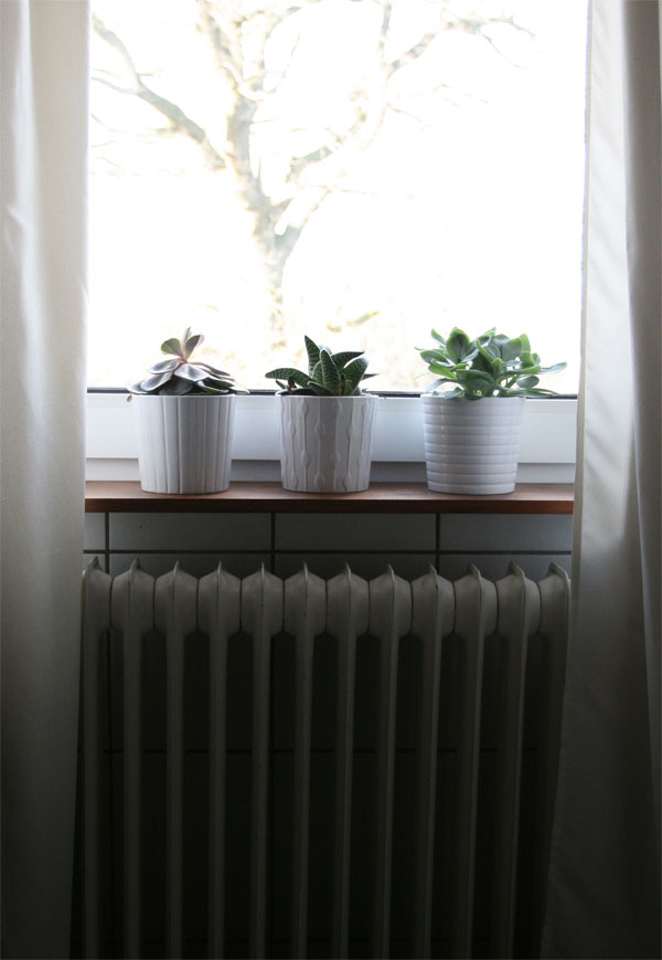 Sukkulenten im Bad auf Fensterbank