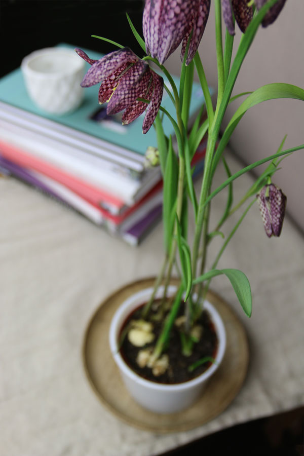 Schachbrettblume mit Interior Design Bücher