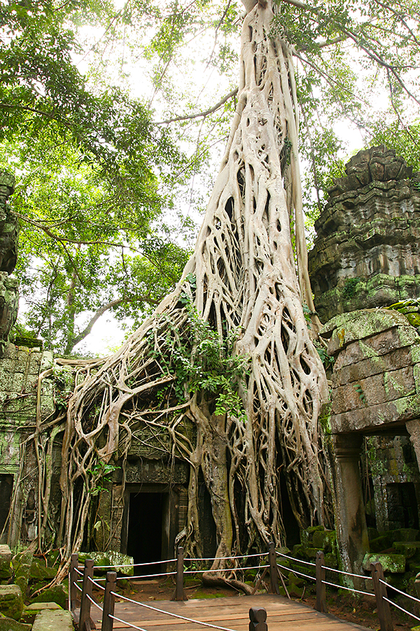 Tomb Raider Tempel in Kambodscha (Cambodia)