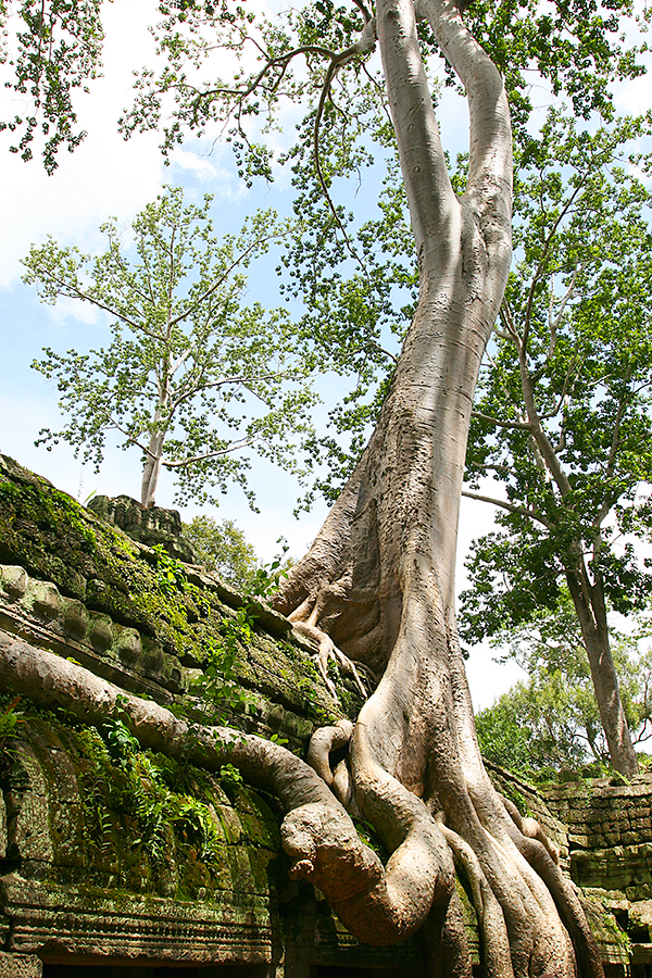 Trees and temples in cambodia